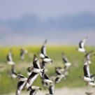 Small Pratnicoles in flight